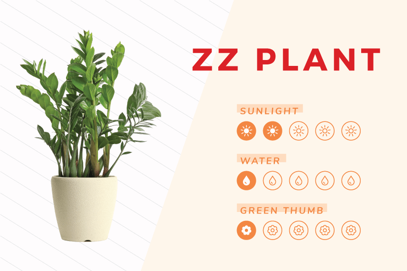 ZZ Plant indoor plant care guide.